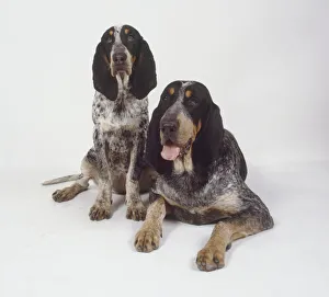 Two grand bleu de gascogne one sitting, one lying down Two grand bleu de gascogne one sitting, one lying down