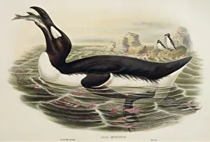 Great Auk Pinguinus impennis, engraving Great Auk Pinguinus impennis, engraving
