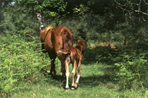 Great Britain, England, Hampshire, wild pony and foal roaming in the New Forest Great Britain, England, Hampshire, wild pony and foal roaming in the New Forest