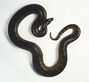 A Green Anaconda (Eunectes murinus) curled up, view from above A Green Anaconda (Eunectes murinus) curled up, view from above