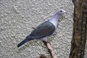 Green imperial pigeon (Ducula aenea) perching on a branch, side view Green imperial pigeon (Ducula aenea) perching on a branch, side view