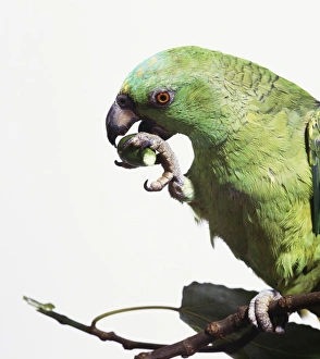 Green Parrot (Psittaciformes) eating a nut with its claw Green Parrot (Psittaciformes) eating a nut with its claw