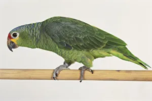 Green parrot walking on wooden bar, side view Green parrot walking on wooden bar, side view