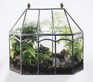 Green plants and butterfly in glass terrarium, close up Green plants and butterfly in glass terrarium, close up