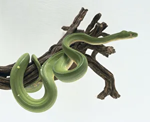 Green Tree Python, Morelia viridis, partially coiled around a large branch Green Tree Python, Morelia viridis, partially coiled around a large branch