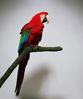 Colorful Parrot Images Prints: Green-winged macaw