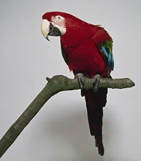 Green winged macaw perched on a thin branch Green winged macaw perched on a thin branch