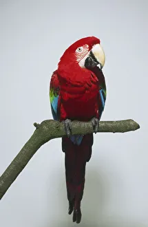 Green-winged Macow parrot (Ara chloroptera) perched on branch, front view showing off red plumage Green-winged Macow parrot (Ara chloroptera) perched on branch, front view showing off red plumage