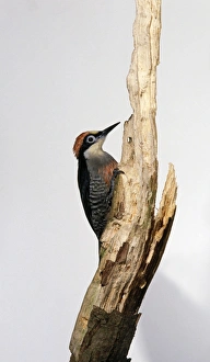 Green woodpecker (Picus viridis) on dead tree, side view Green woodpecker (Picus viridis) on dead tree, side view