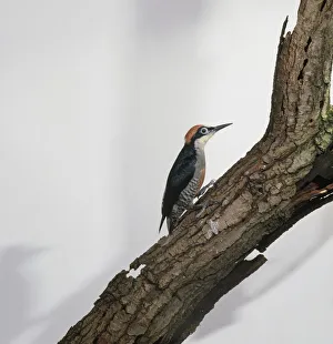 Green woodpecker (Picus viridis) on tree trunk, side view Green woodpecker (Picus viridis) on tree trunk, side view