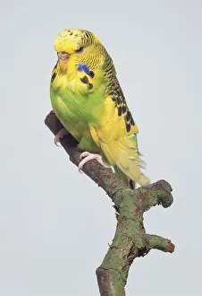 Green and yellow Budgerigar (Melopsittacus undulatus), perched on a twig Green and yellow Budgerigar (Melopsittacus undulatus), perched on a twig