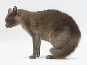 A grey Cat (Felis catus) poised for a move A grey Cat (Felis catus) poised for a move