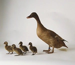 Grey Duck with four Ducklings, anatidae Grey Duck with four Ducklings, anatidae