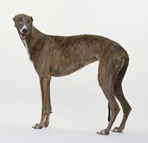 Greyhound standing, facing forward Greyhound standing, facing forward