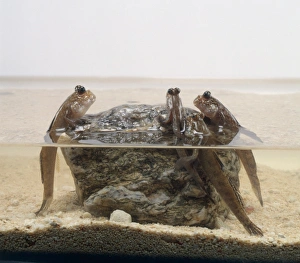 A group of mudskippers emerging onto a rock A group of mudskippers emerging onto a rock