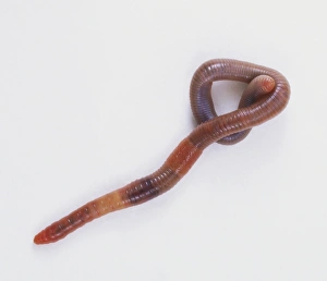 Growing froglet, with limbs outstretched and long tail, view of back Growing froglet, with limbs outstretched and long tail, view of back