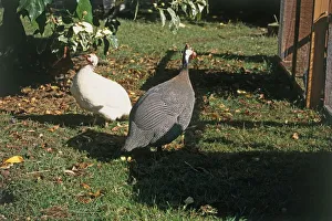 Guineafowl in on lawn domestic garden near enclosure Guineafowl in on lawn domestic garden near enclosure