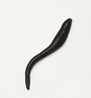 Haemopsis sanguisuga, Horse Leech Haemopsis sanguisuga, Horse Leech