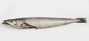 Hake on white background, close-up Hake on white background, close-up
