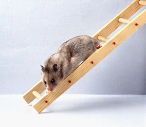Hamster ladder best sale