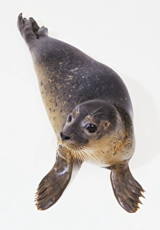 Harbour Seal (Phoca vitulina), view from above Harbour Seal (Phoca vitulina), view from above