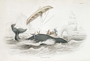 Harpooning a Greenland Whale Harpooning a Greenland Whale
