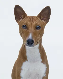 Head and chest of Basenji dog, front view Head and chest of Basenji dog, front view