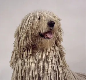 Head of Komondor showing long white corded coat, panting Head of Komondor showing long white corded coat, panting