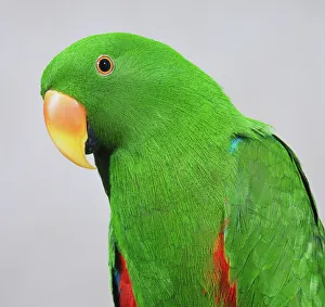 Head of male Eclectus Parrot (Eclectus roratus), side view Head of male Eclectus Parrot (Eclectus roratus), side view