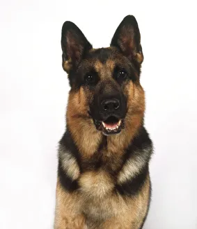 Head and shoulders of a German Shepherd (Canis familiaris), front view Head and shoulders of a German Shepherd (Canis familiaris), front view