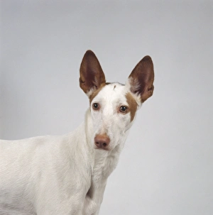 Head and shoulders of red and white Podenco Ibicenco (Ibizan Hound) with distinctive upright ears Head and shoulders of red and white Podenco Ibicenco (Ibizan Hound) with distinctive upright ears