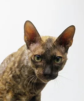 Head of a Tortoiseshell Cornish Rex cat, looking at camera Head of a Tortoiseshell Cornish Rex cat, looking at camera