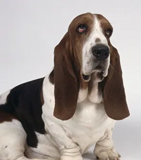 Head view of a sad-eyed brown and white basset hound with drooping jowls, wrinkled baggy skin, and long dangling ears Head view of a sad-eyed brown and white basset hound with drooping jowls, wrinkled baggy skin, and long dangling ears