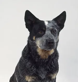 Headshot of Australian Cattle Dog, front view Headshot of Australian Cattle Dog, front view