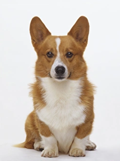 Front headshot of a Pembroke Welsh Corgi Dog Front headshot of a Pembroke Welsh Corgi Dog