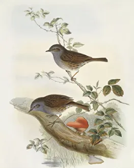 Hedge accentor (Prunella modularis), Engraving by John Gould Hedge accentor (Prunella modularis), Engraving by John Gould