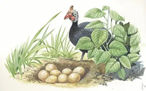 Helmeted Guineafowl Numida meleagris at nest with eggs, illustration Helmeted Guineafowl Numida meleagris at nest with eggs, illustration