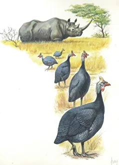 Helmeted Guineafowls Numida meleagris in savannah, illustration Helmeted Guineafowls Numida meleagris in savannah, illustration