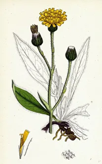 Hieracium Anglicum, var. decipiens, English Hawkweed, var. B Hieracium Anglicum, var. decipiens, English Hawkweed, var. B