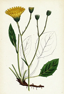 Hieracium Anglicum, var. genuinum, English Hawkweed, var. a Hieracium Anglicum, var. genuinum, English Hawkweed, var. a