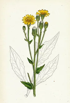Hieracium boreale, Broad-leaved Hawkweed Hieracium boreale, Broad-leaved Hawkweed