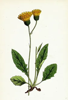 Hieracium holosericeum, Woolly-headed Hawkweed Hieracium holosericeum, Woolly-headed Hawkweed
