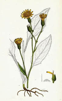 Hieracium vulgatum, Wood Hawkweed Hieracium vulgatum, Wood Hawkweed