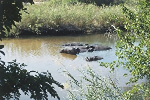 Hippopotamus amphibius (Hippopotmaus). Family Hippopotamidae Hippopotamus amphibius (Hippopotmaus). Family Hippopotamidae