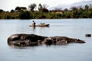 Liwonde Collection: Hippopotamus. Liwonde National Park. Malawi. Africa