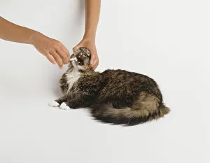 Holding head of longhair cat to brush teeth using small pet toothbrush Holding head of longhair cat to brush teeth using small pet toothbrush