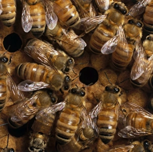 Honey comb and bees, close-up