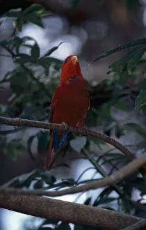Hong kong island - northwest, hong kong park, captive red lory perching on branch, front view Hong kong island - northwest, hong kong park, captive red lory perching on branch, front view