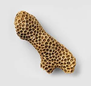 Horn coral (Septastraea Marylandica) Horn coral (Septastraea Marylandica)