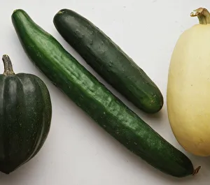 Hot-House Cucumber and Ridge Cucumber Hot-House Cucumber and Ridge Cucumber
